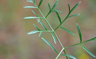 Cymopterus lemmonii, Alpine False Springparsley, Southwest Desert Flora